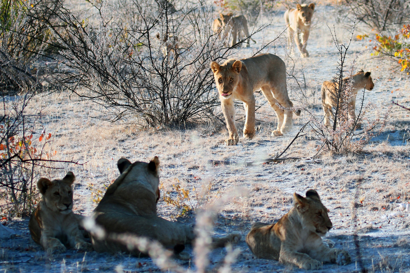 Löwen, Wildlife Abenteuer