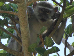 Affe Chiawa Camp Safari