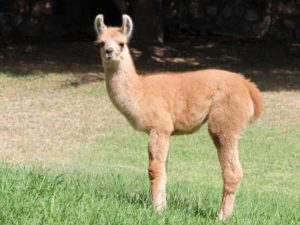 Alpaca