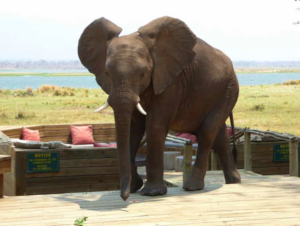 Elefant Ruckomechi Camp