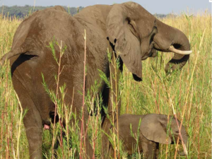 Elefanten Zambezi Fluss Chiawa Camp