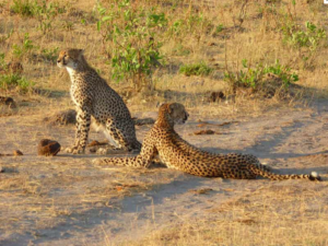 Gepard Little Makalolo Camp Hwange Nationalpark