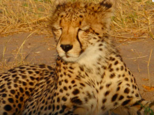 Gepard Little Makalolo Camp Hwange Nationalpark