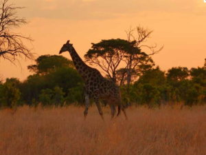 Giraffe Hwange Nationalpark