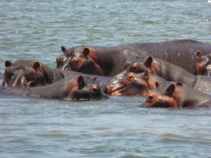 Hippos Zambezi Fluss Chiawa Camp