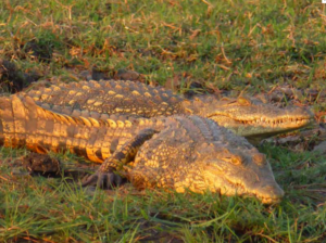 Krokodil Chiawa Camp Safari