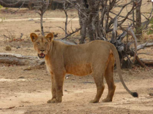 Löwe Safari Chiawa Camp