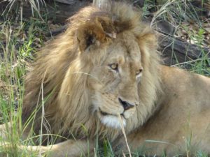 Löwe Kafue Nationalpark