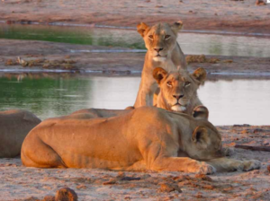 Löwen Little Makalolo Camp Hwange Nationalpark