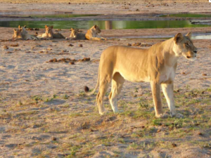 Löwen Little Makalolo Camp Hwange Nationalpark