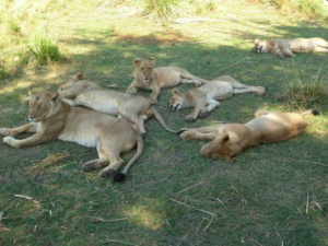 Löwen Safari Chiawa Camp