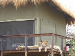 Löwen Shumba Lodge Kafue Nationalpark