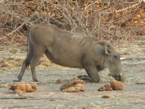 Safari Chiawa Camp