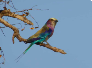 Vogel Hwange Nationalpark