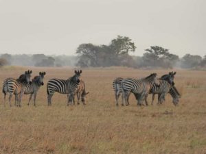 Zebras-Kafue-Nationalpark