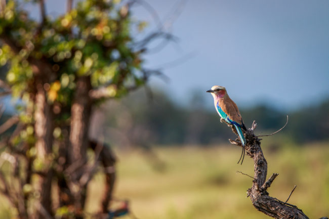 Botswana beste Reisezeit für Vogelbeobachtung ein Ein Lilac-Breasted Roller auf einem Ast mit blau, weiss, roten Federn bei herrlichem Sonnenschein