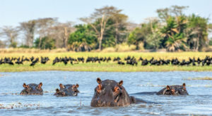 Das Flusspferd im Wasser im Chobe Nationalpark während der besten Reisezeit für Wildtierbeobachtugen in Botswana an einem sonnigen Tag