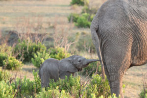 Foto von zwei Elefanten in Botswana bei bester Reisezeit für Jungtiere mit Elefantenkalb und seiner Mutter in der afrikanischen Savanne