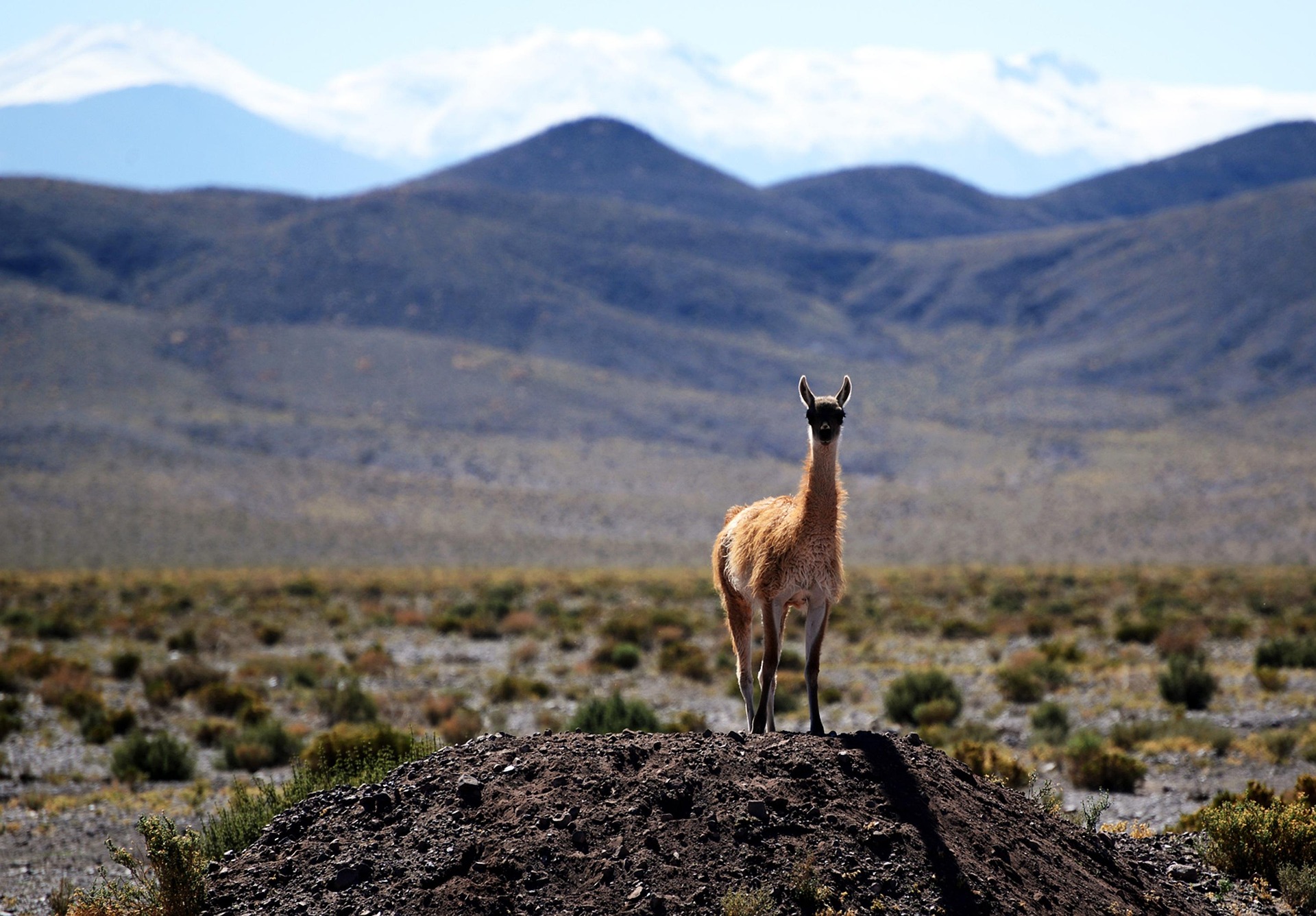 francescobovolin-vicuna-6471374_1920