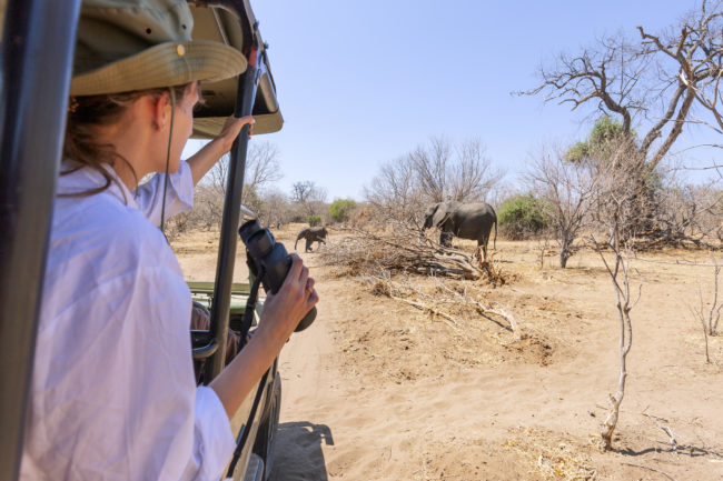 Namibia Reisen auf Safari vom Fahrzeug aus beobachtet eine Passagierin einen Elefanten bei einer Safari in Namibia ganz nah aus einem Jeep heraus. Beste Reisezeit für Safaris in Namibia