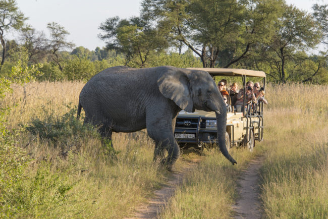 Südafrika beste Reisezeit für Safari Reisen Foto eines offenen Geländefahrzeuges mit Tierbeobachtern in Entabeni in der Savanne beobachten einen Elefanten, der die Strasse überquert nur wenige Meter entfernt