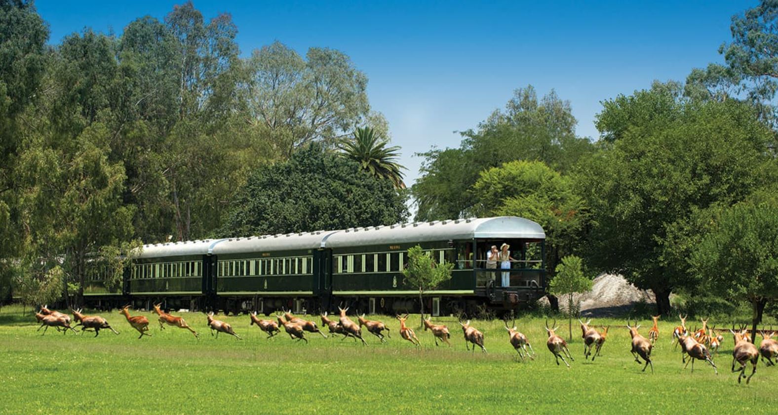 Südafrika Reisearten Zugreisen mit Rovos Rail mit Springböcken im Vordergrund auf grüner Wiese und Zug mit Passagieren im hintersten Wagon die Natur und Tiere beobachtend bei blauem Himmel