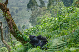 Uganda beste Reisezeit Gorilla-Trekking mit dominantem männlichem Berggorilla im Farn in Bwindi einem dichten Waldgebiet an einer Lichtung